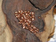 Knijpkraalverberger, 4mm, rose goud