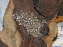 Rocailles 6/0, 4mm, goudroze