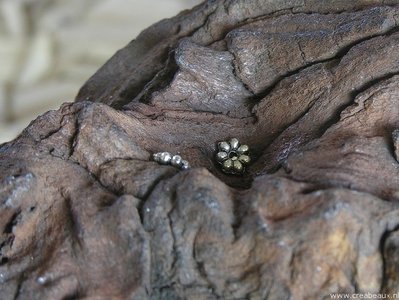Rondel bloem, 6x2mm, oud zilverkleur