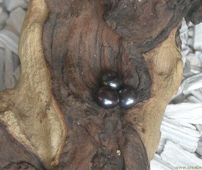 Zoetwarerparel met halfgeboord gat, 10mm, paars-bruin